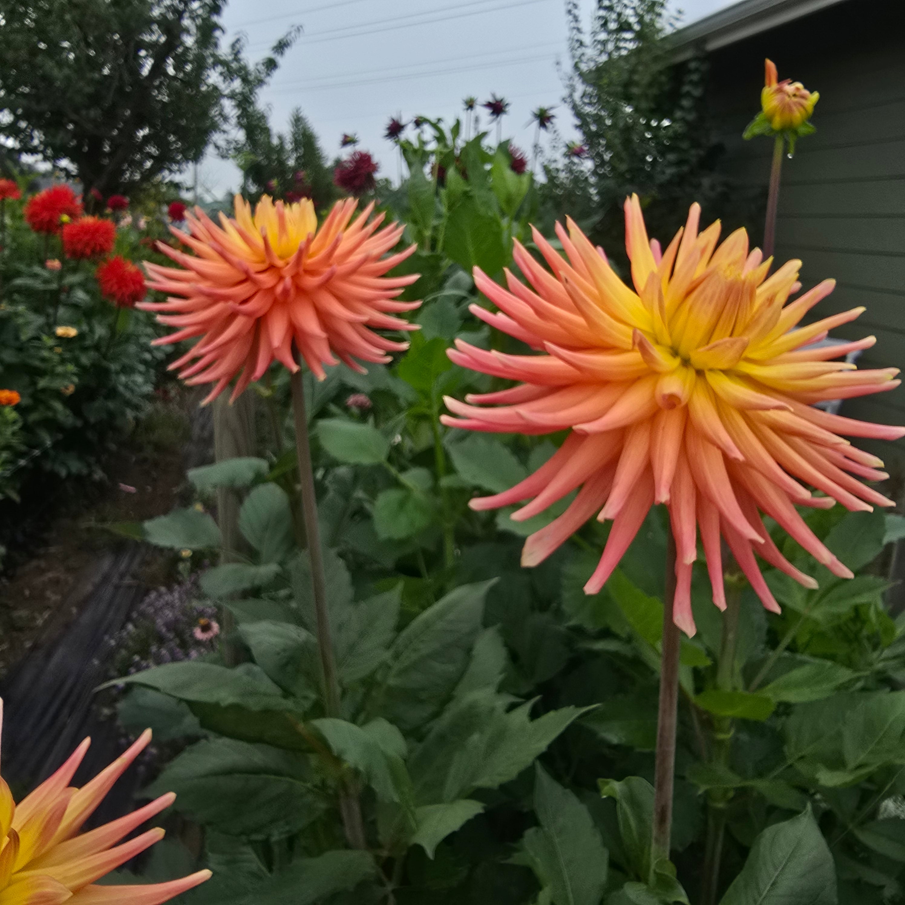 Hollyhill Peachy Keen